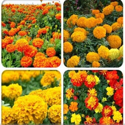 Qualtivate VVI-251 Marigold Flower Multi-Colour Seed(500 per packet)