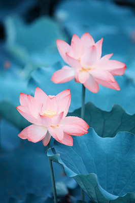 MG ALL IN ONE lotus,kamal gatta Seed(11 per packet)