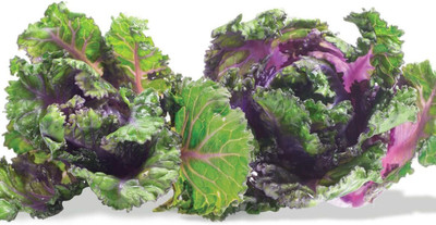 KNESSiN Kale Seed(1250 per packet)