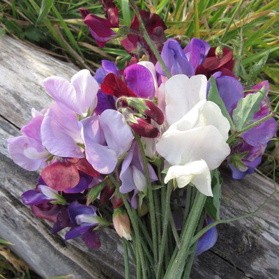 CYBEXIS NDIR-68 - Mix Sweet Pea Flower - (100 Seeds) Seed(100 per packet)
