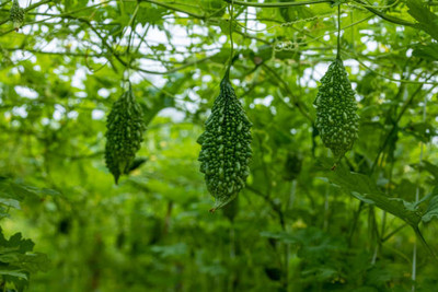 AFARTIOBINA 8 PCS BITTER GOURD SEEDS Seed(8 per packet)