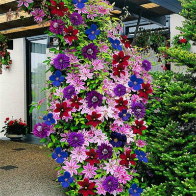 VibeX Clematis Seed(10 per packet)