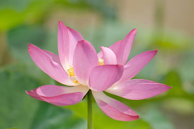 Go Raw lotus,kamal gatta Seed(11 per packet)