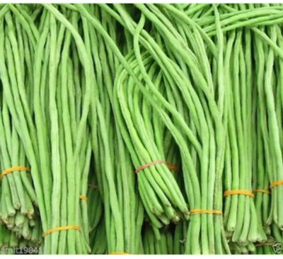 AloGardening Snake Bean Seed(15 per packet)