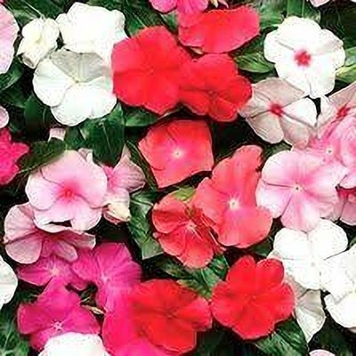fixeded FL-153-VINCA Seed(40 per packet)