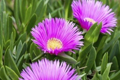 Aywal Ice Plant Mixed Colour Flower Seeds Hybrid F1 Seeds for Home Garden All Season Seed(80 per packet)