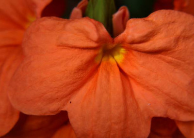 Rudra kanakambaram-firecracker-crossandra Seed(26 per packet)