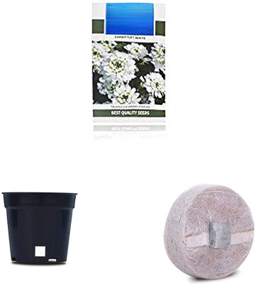 VibeX VXI-61-Candytuft F1 Hybrid Combo with Potter & Rootplug Seed(35 per packet)