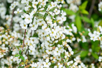 Bahan gypsophila flower Seed(50 per packet)