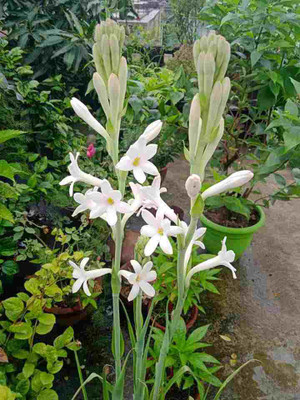 BDSresolve tuberoseflower bulbs seeds/Tuberose flower seeds 20 Seed(20 per packet)