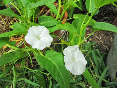 Arshiayat Leafy Vegetable Seeds- Water Spinach/Kalmi Saag Seeds Pack of 192 Seed(192 per packet)