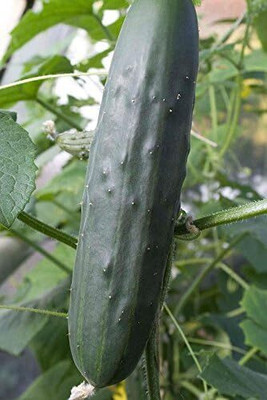 KNESSiN Cucumber Slicing Seed(1250 per packet)