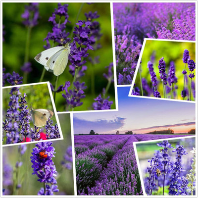 WILLVINE NDIR-13 Lavender,Perennial winterhardy Seeds Seed(1000 per packet)