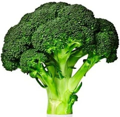 CYBEXIS XLR-23 - Hybrid Broccoli Imported Germination - (150 Seeds) Seed(150 per packet)