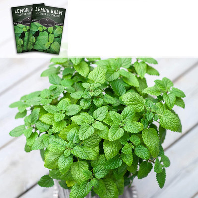 VibeX ® RXI-93 Lemon Balm Seeds Seed(500 per packet)