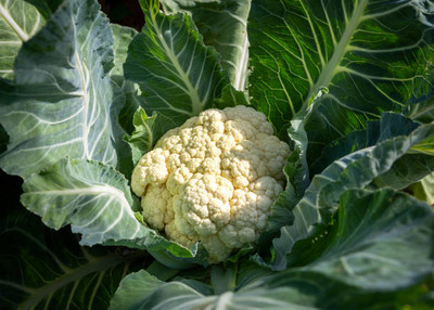 Go Raw white cauliflower,gobhee seeds Seed(14 per packet)