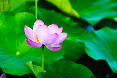 Dream Team lotus,kamal gatta Seed(10 per packet)