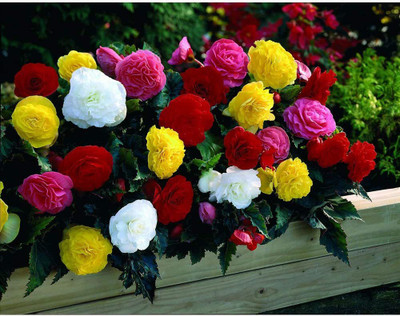 CYBEXIS TLX-24 - Begonia Double Flower Mix - (30 Seeds) Seed(30 per packet)
