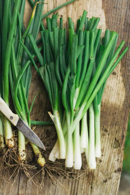 KNESSiN Open-Pollinated Splitting Garlic Chives Seeds For Planting-(600 Seeds) Seed(600 per packet)