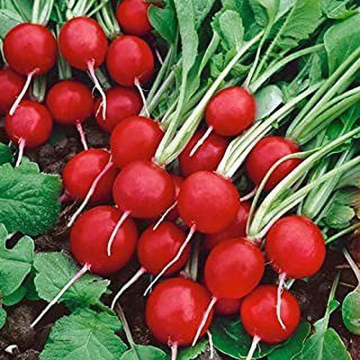 Aro Radish, Radish Red Ball Seed(85 per packet)