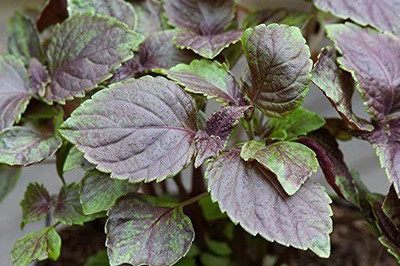 VibeX ® XXL-19 Japanese Perilla aka Ao-Shiso Seed(300 per packet)