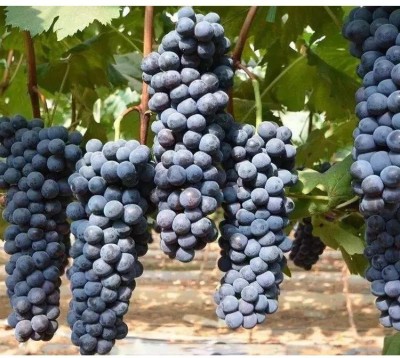 Quentova Black Globe Grape Extra Super Sweet-HUA-66F Seed(150 per packet)