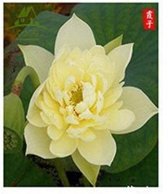 CYBEXIS LX-98 - Rare Varieties Bowl Lotus - (270 Seeds) Seed(270 per packet)