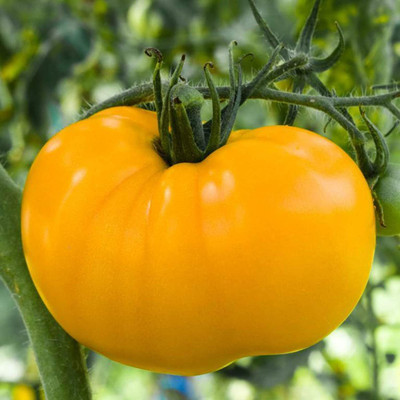 CYBEXIS High Germination Yellow Tomato Seeds2000 Seeds Seed(2000 per packet)