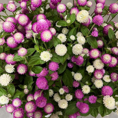 Lorvox Gomphrena Flower Seed(60 per packet)