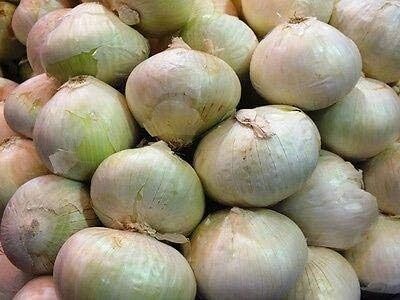 Qualtivate HYB-8A White Bermuda Onion - Heirloom Variety Seed(500 per packet)