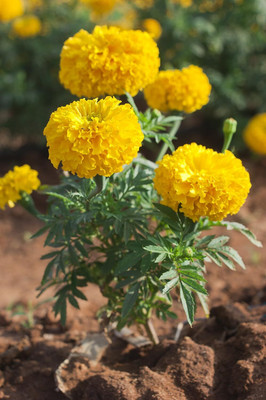Aywal genda phool ,marigold Seed(1 per packet)