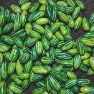 ibains Pointed gourd plant seeds Seed(14 per packet)