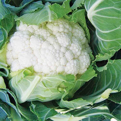 KNESSiN K-1 Cauliflower Seed(200 per packet)