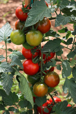 Shiv Shakti Ent tomato Seed(130 per packet)