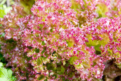 Qualtivate PUA-8A Pink Lettuce - Lollo Rosso Seed(300 per packet)