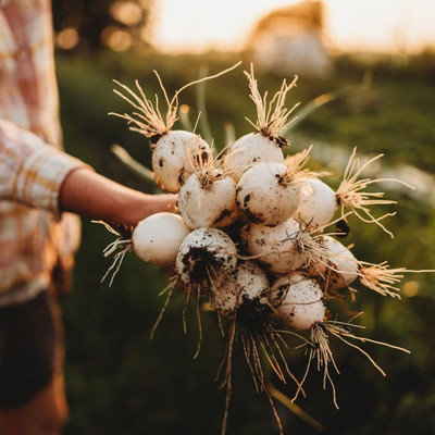 Biosnyg Non GMO White Sweet Onion Vegetable Seeds for Garden-(750 Seeds) Seed(750 per packet)