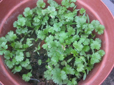 WILLVINE Organic Coriander Seed-[2500 Seeds] Seed(2500 per packet)