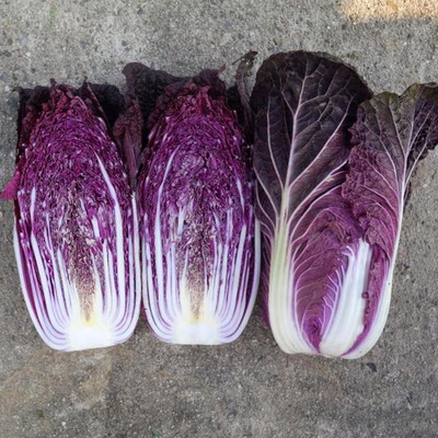 WILLVINE KGF -XVI Chinese Red Cabbage Seeds [10g] Seed(3000 per packet)