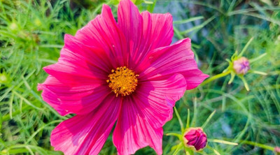Quentova Cosmos Seeds - Candystripe Seed(100 per packet)
