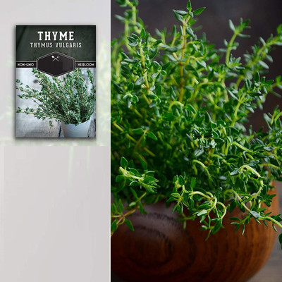 CYBEXIS VXI-87 - Thyme Thymus vulgaris - (150 Seeds) Seed(150 per packet)