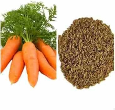 HAMPHU carrot seeds Seed(30 per packet)