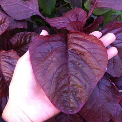 Qualtivate RES-6A Amaranthus Leaf Red/Cholai Red Saag Seed(300 per packet)