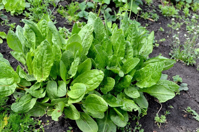 Qualtivate PUAS-6A French Sorrel Spinach Dock Narrow-leaved Seed(25 per packet)