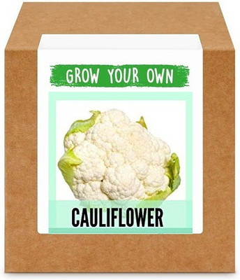 CYBEXIS Cauliflower2000 Seeds Seed(2000 per packet)