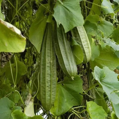 MAA Ridge Gourd, Turai, Luffa Seed(67 per packet)