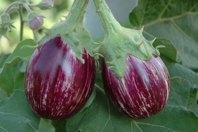wequality brinjal white f1 round seeds/brinjal seeds 64 Seed(64 per packet)