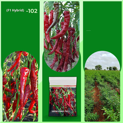 WILLVINE MAH -IV Byadgi dabbi chilli | byadagi mirchi seeds[10gm, 2000 Seeds] Seed(2000 per packet)