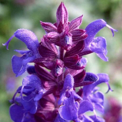 Qualtivate HUA-7A Herb Sage (Salvia Officinalis) Seed(100 per packet)
