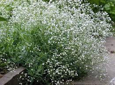 Lorvox Gypsophila Flower Seeds For Home Garden Seed(100 per packet)