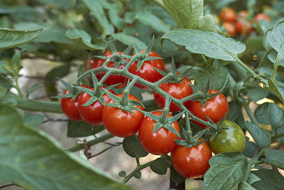 everlite tomato Seed(115 per packet)